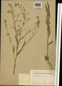 Camelina sativa (L.) Crantz, Eastern Europe, Moscow region (E4a) (Russia)