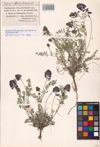 Oxytropis floribunda (Pall.) DC., Eastern Europe, Eastern region (E10) (Russia)