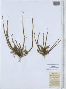 Psylliostachys leptostachya (Boiss.) Roshkova, Middle Asia, Karakum (M6) (Turkmenistan)