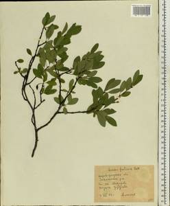 Prunus fruticosa Pall., Eastern Europe, South Ukrainian region (E12) (Ukraine)