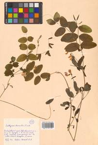 Lathyrus humilis (Ser.) Fisch. ex Spreng., Siberia, Russian Far East (S6) (Russia)