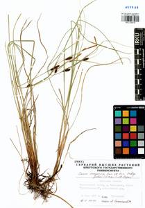 Carex gotoi Ohwi, Siberia, Baikal & Transbaikal region (S4) (Russia)