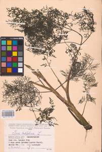 Sium latifolium L., Eastern Europe, Western region (E3) (Russia)