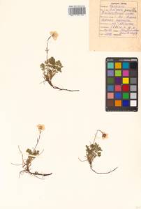 Geum selinifolium (Fisch. ex F. Schmidt) Hultén, Siberia, Russian Far East (S6) (Russia)