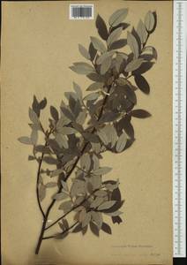 Salix lapponum L., Western Europe (EUR) (Finland)