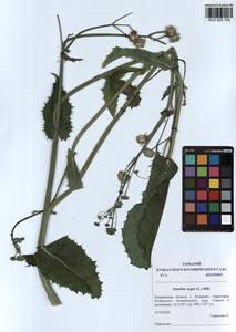 Sonchus asper (L.) Hill, Siberia, Altai & Sayany Mountains (S2) (Russia)
