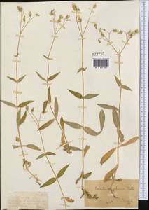 Cerastium pauciflorum Steven ex Ser., Middle Asia, Dzungarian Alatau & Tarbagatai (M5) (Kazakhstan)
