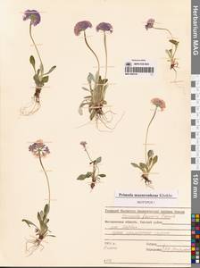 Primula mazurenkoae A. P. Khokhr., Siberia, Chukotka & Kamchatka (S7) (Russia)