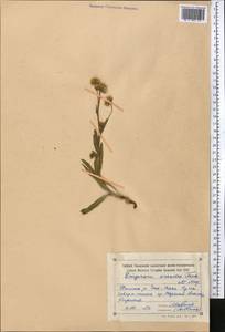 Erigeron oreades (Schrenk) Fisch. & C. A. Mey., Middle Asia, Northern & Central Tian Shan (M4) (Kyrgyzstan)