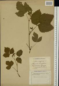 Rubus caesius L., Eastern Europe, Latvia (E2b) (Latvia)