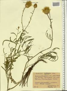 Centaurea orientalis L., Eastern Europe, North Ukrainian region (E11) (Ukraine)