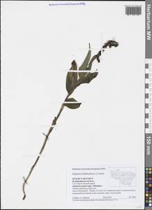 Epipactis helleborine (L.) Crantz, Eastern Europe, Central region (E4) (Russia)