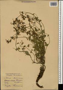 Nepeta teucriifolia, Caucasus, Dagestan (K2) (Russia)