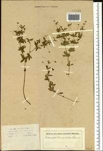 Potentilla erecta (L.) Raeusch., Siberia (no precise locality) (S0) (Russia)