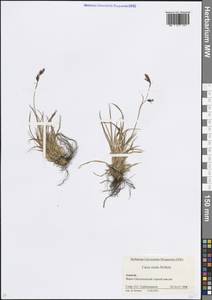 Carex tristis M.Bieb., Caucasus, Krasnodar Krai & Adygea (K1a) (Russia)