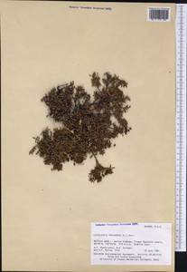 Kalmia procumbens (L.) Gift, Kron & P. F. Stevens, America (AMER) (United States)