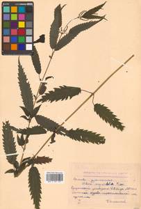 Urtica dioica var. holosericea Fr., Siberia, Russian Far East (S6) (Russia)