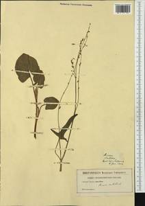 Rumex scutatus, Botanic gardens and arboreta (GARD)