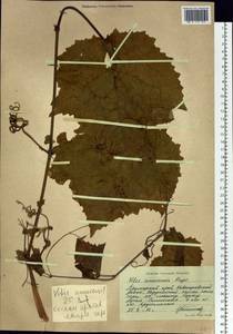 Vitis amurensis Rupr., Siberia, Russian Far East (S6) (Russia)