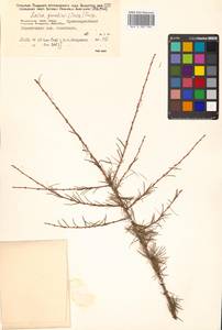 Larix gmelinii var. gmelinii, Siberia, Russian Far East (S6) (Russia)