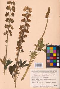 Lupinus polyphyllus Lindl., Eastern Europe, Central region (E4) (Russia)