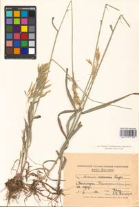 Bromus inermis Leyss., Eastern Europe, Moldova (E13a) (Moldova)