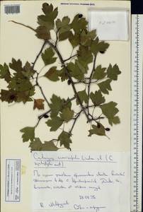 Crataegus ambigua C. A. Mey. ex A. K. Becker, Eastern Europe, Lower Volga region (E9) (Russia)