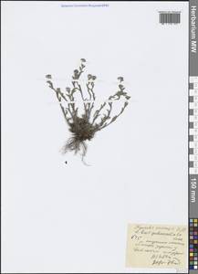 Myosotis arvensis (L.) Hill, Caucasus, North Ossetia, Ingushetia & Chechnya (K1c) (Russia)