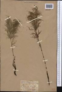 Equisetum sylvaticum L., Middle Asia, Northern & Central Kazakhstan (M10) (Kazakhstan)