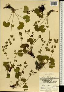 Alchemilla flabellata Buser, Eastern Europe, West Ukrainian region (E13) (Ukraine)