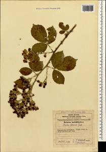 Rubus ibericus Juz., Caucasus, Azerbaijan (K6) (Azerbaijan)