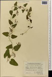 Cynanchum acutum L., Caucasus, North Ossetia, Ingushetia & Chechnya (K1c) (Russia)