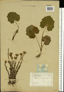 Tussilago farfara L., Eastern Europe, Central forest region (E5) (Russia)