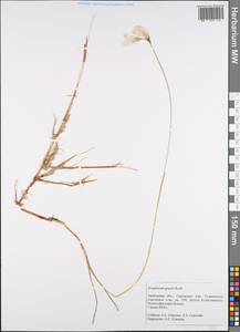 Eriophorum gracile W.D.J.Koch, Eastern Europe, Central forest-and-steppe region (E6) (Russia)