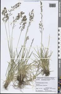 Deschampsia cespitosa subsp. cespitosa, Siberia, Central Siberia (S3) (Russia)