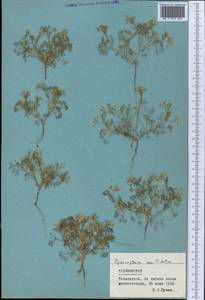 Psammogeton capillifolium (Regel & Schmalh.) Mousavi, Mozaff. & Zarre, Middle Asia, Pamir & Pamiro-Alai (M2) (Tajikistan)