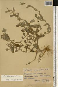 Halimione pedunculata (L.) Aellen, Eastern Europe, South Ukrainian region (E12) (Ukraine)