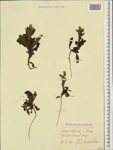 Carduus arabicus Jacq. ex Murray, Caucasus, Azerbaijan (K6) (Azerbaijan)