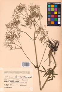 Valeriana wolgensis × officinalis, Eastern Europe, Central forest-and-steppe region (E6) (Russia)