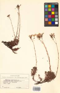 Saxifraga bronchialis L., Siberia, Russian Far East (S6) (Russia)