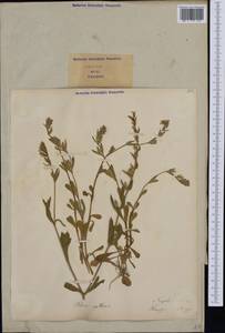 Silene gallica L., Western Europe (EUR) (Italy)