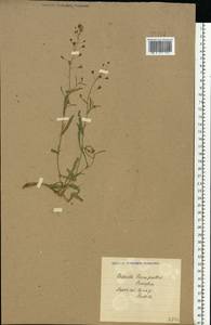 Capsella bursa-pastoris (L.) Medik., Eastern Europe, North Ukrainian region (E11) (Ukraine)