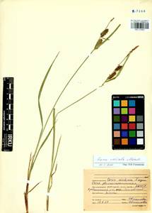 Carex vesicata Meinsh., Siberia, Baikal & Transbaikal region (S4) (Russia)