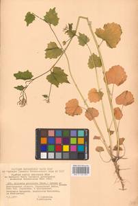 Alliaria petiolata (M.Bieb.) Cavara & Grande, Eastern Europe, Central forest-and-steppe region (E6) (Russia)