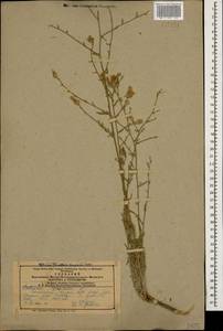 Centaurea virgata subsp. squarrosa (Willd.) Gugler, Caucasus, Armenia (K5) (Armenia)