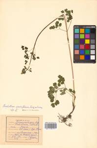 Thalictrum sparsiflorum Turcz. ex Fisch. & C. A. Mey., Siberia, Russian Far East (S6) (Russia)