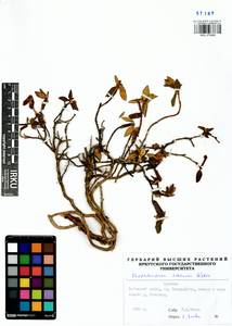 Rhododendron adamsii Rehder, Siberia, Baikal & Transbaikal region (S4) (Russia)
