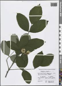 Staphylea pinnata L., Caucasus, Black Sea Shore (from Novorossiysk to Adler) (K3) (Russia)