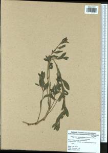 Polygonum aviculare subsp. aviculare, Eastern Europe, Central region (E4) (Russia)