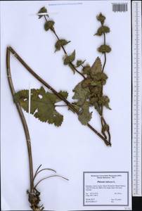 Phlomoides tuberosa (L.) Moench, Western Europe (EUR) (Romania)